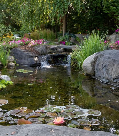 Thinking About Building Yourself a Pond? Let’s Make It Happen Now!