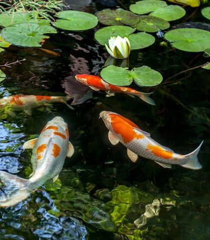Underwater Lighting: Transforming Your Pond into a Night time Wonderland