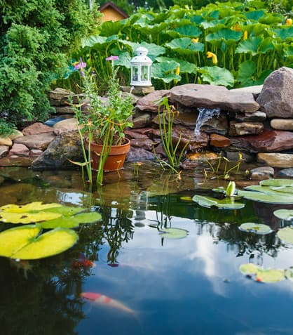 Why Go Natural? The Scoop on Natural Ponds vs. Traditional Pools