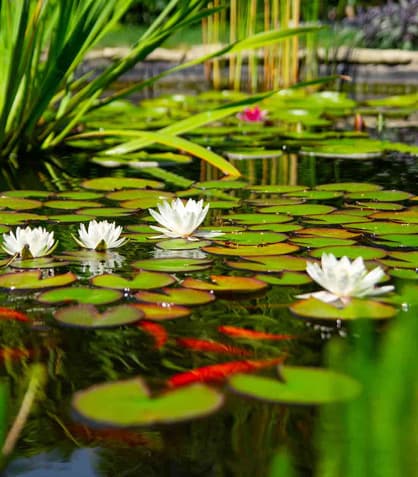 Your Natural Pond: The Low-Key Lowdown
