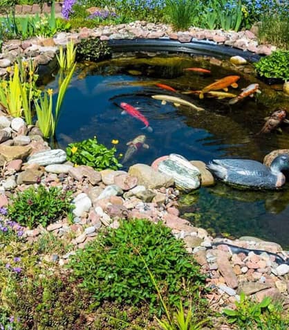 Seasonal Pond Care: Keeping Things Fresh All Year