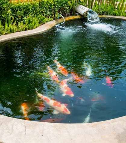 Why You Should  Pick a Pond Over a Pool Any Day