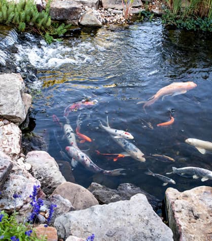 Who's Popping By? The Wild Guests at Your SoCal Pond