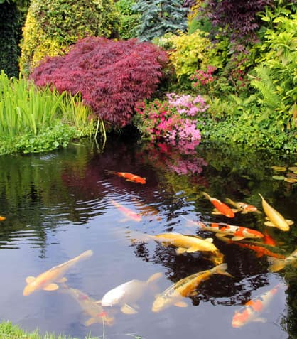 How a Pond Can Turn Your Yard into a Wildlife Wonderland