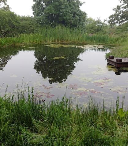 Pond Seasonal Care: Keeping Your Backyard Pond Happy All Year Long